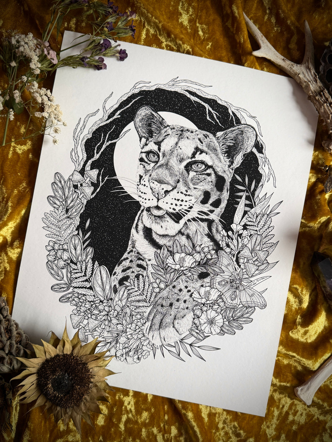 Clouded Leopard