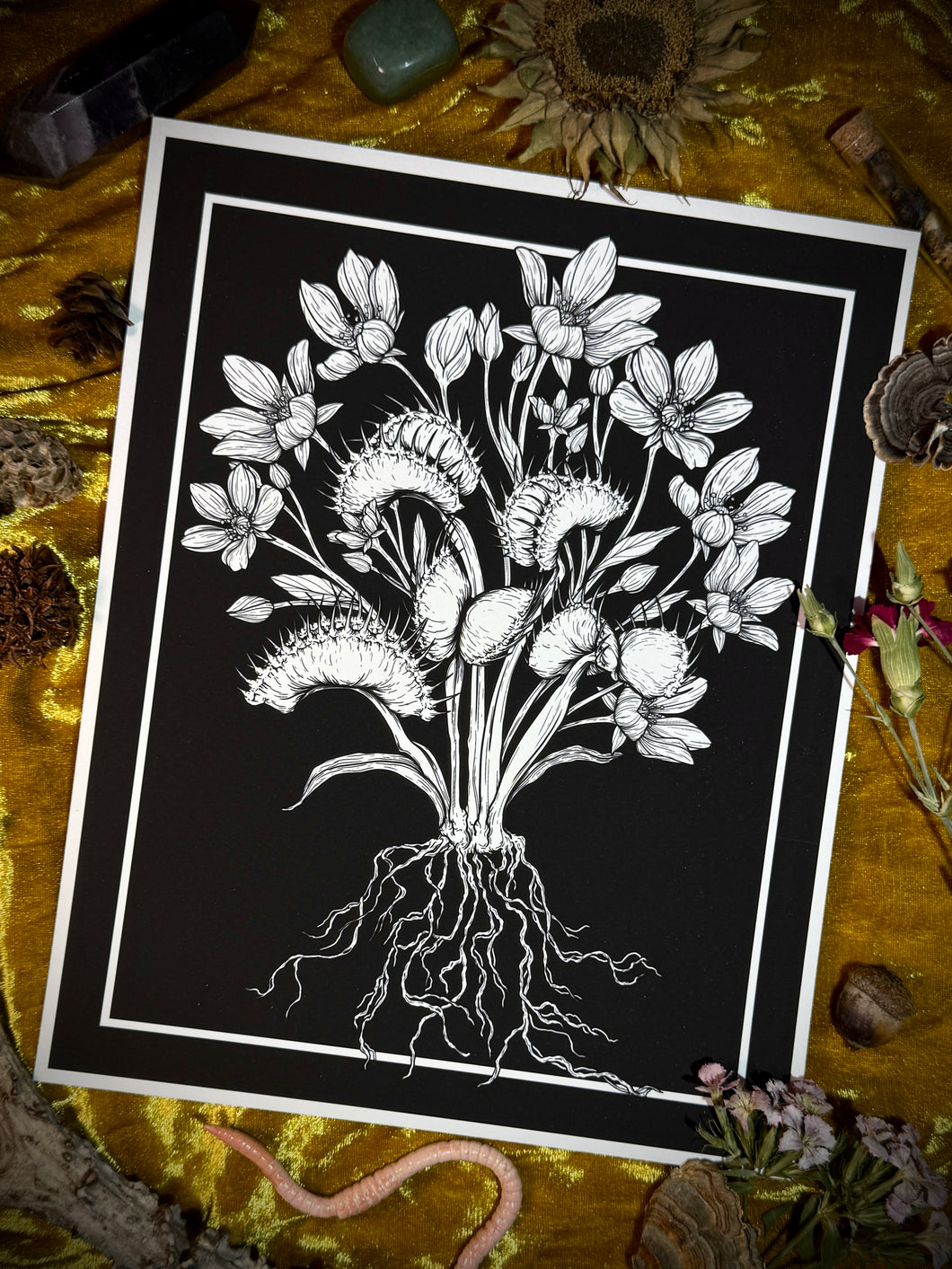Venus Flytrap