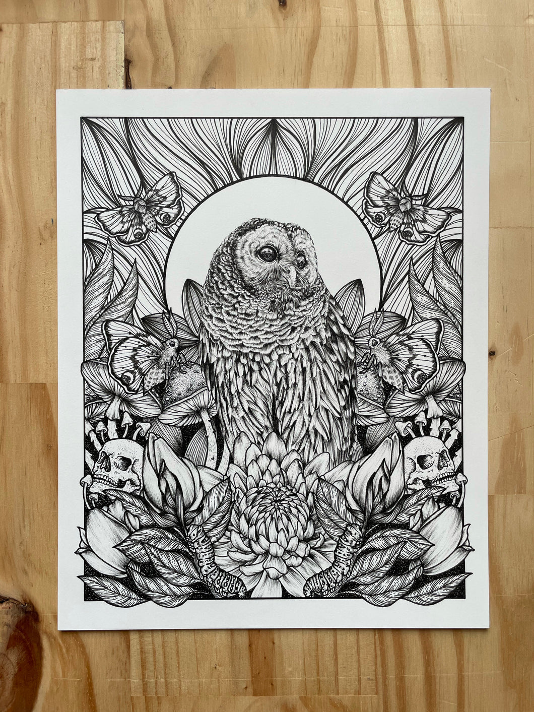 Barred Owl